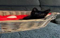 Domestic Shorthair cats for sale: 7 beautiful kittens!!!🐈‍⬛🐈‍⬛🐈‍⬛ - Image 6
