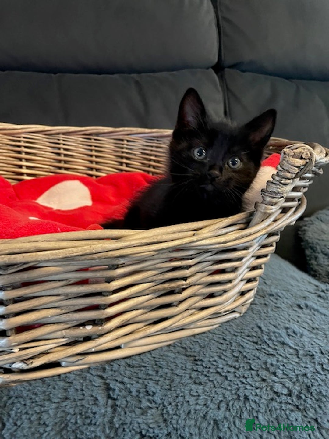 Domestic Shorthair cats for sale: 7 beautiful kittens!!!🐈‍⬛🐈‍⬛🐈‍⬛ - Image 6