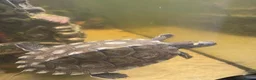 Turtle reptiles for sale: Ouachita Map Turtles  - Advert 4