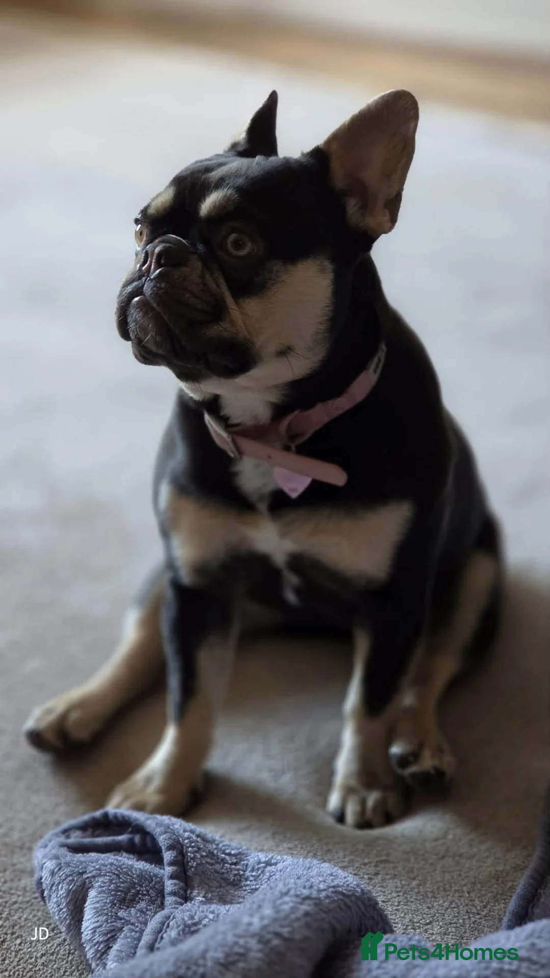 French Bulldog dogs for sale: KC French Bulldog FEMALE (rehoming) - Advert 2