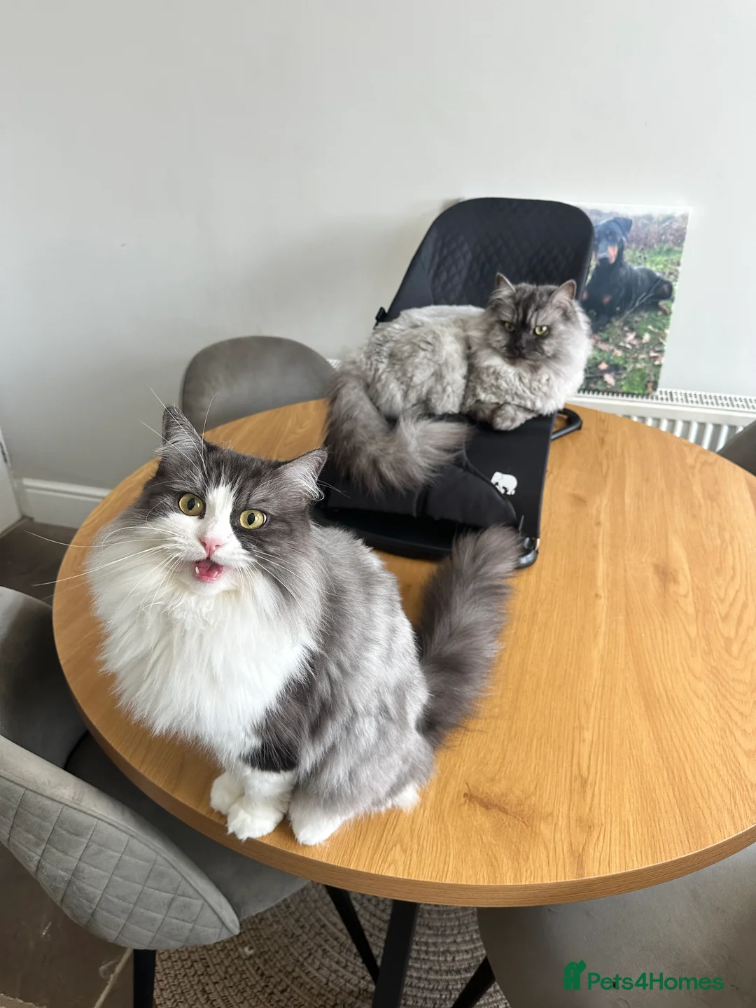 Mixed Breed cats for sale: Enzo and Willow (sibling Persian/ragdoll) in Mexborough - Advert 2