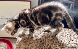 Mixed Breed cats for sale: Adorable bengal & tabby mix kittens - Image 9
