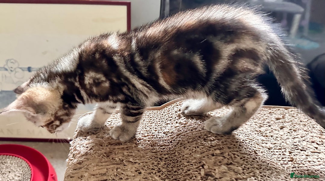 Mixed Breed cats for sale: Adorable bengal & tabby mix kittens - Image 9
