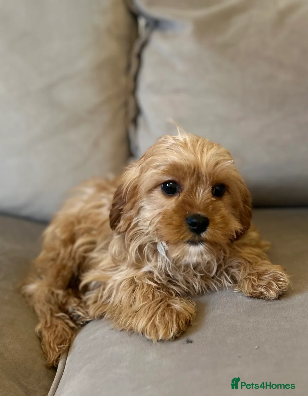 Cockapoo dogs for sale: 2 lovely Cockapoo puppies   - Advert 4