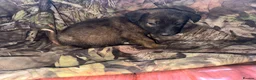 Belgian Shepherd Dog dogs for sale: Belgian malinos pups in Knottingley - Advert 9