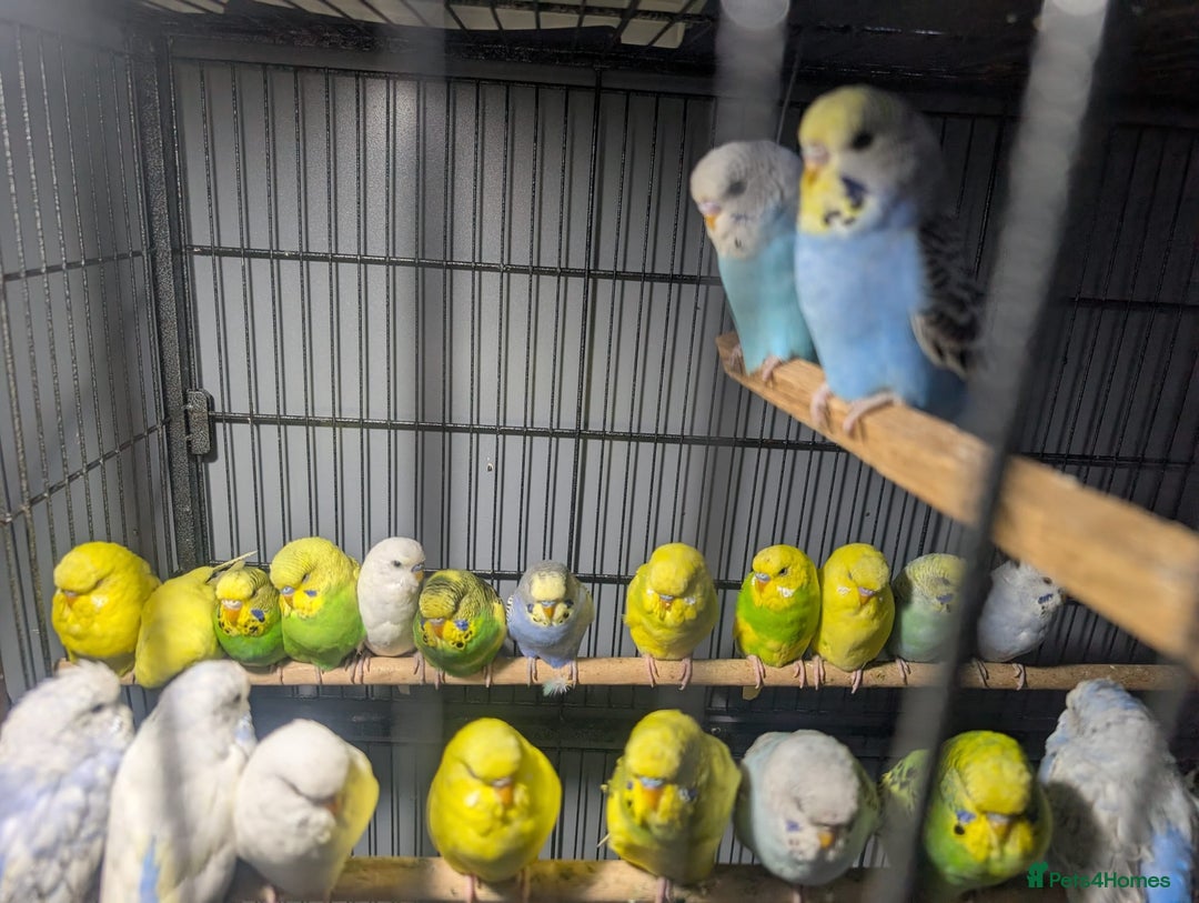 Budgerigars birds for sale: Lovely Group of Budgies  - Image 9