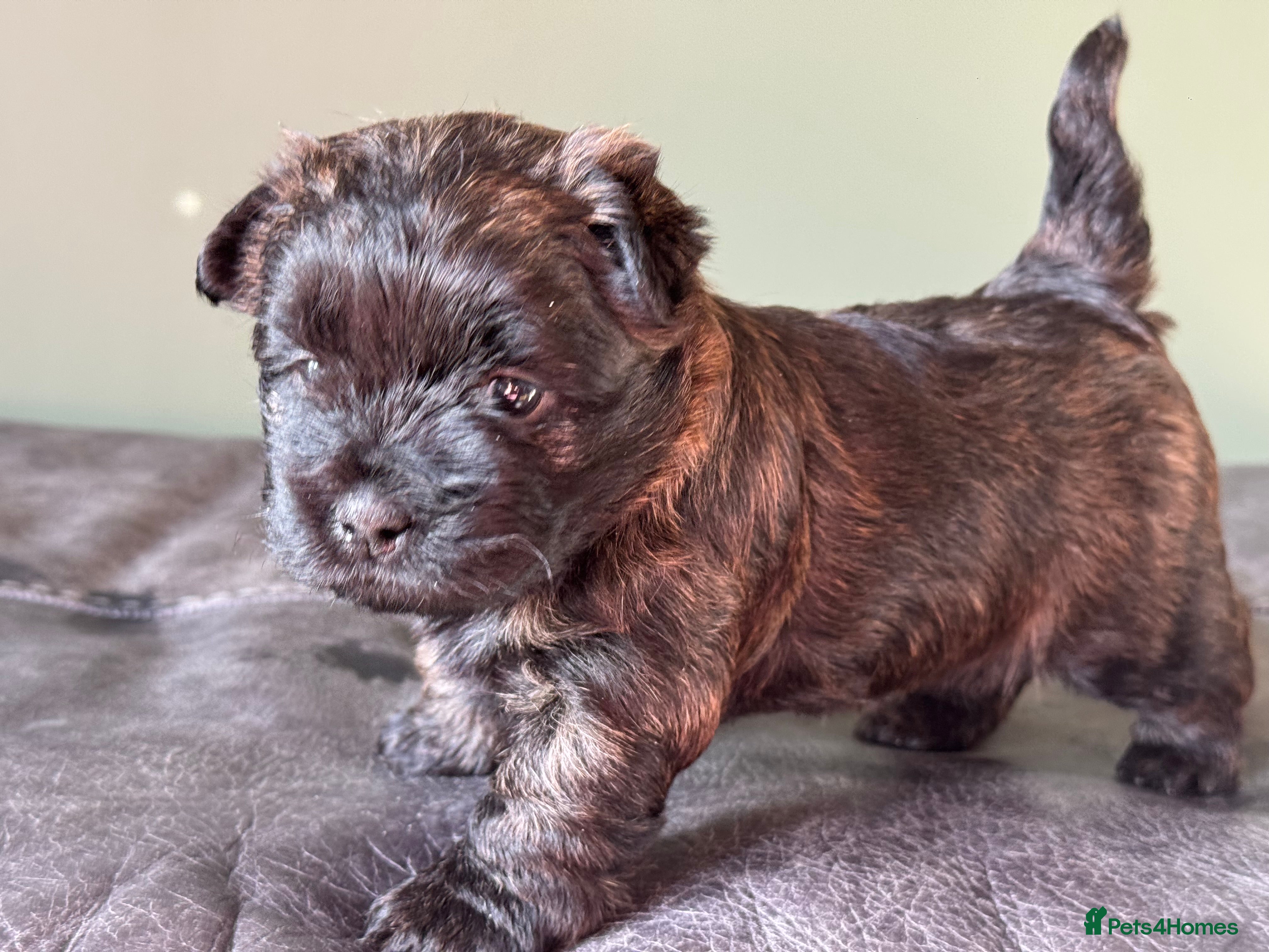 Cairn Terrier dogs KC REG pups off health tested parents  - Advert 1