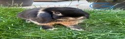 Mini Lop rabbits for sale: Mini Lop Rabbits For Sale  - Advert 21