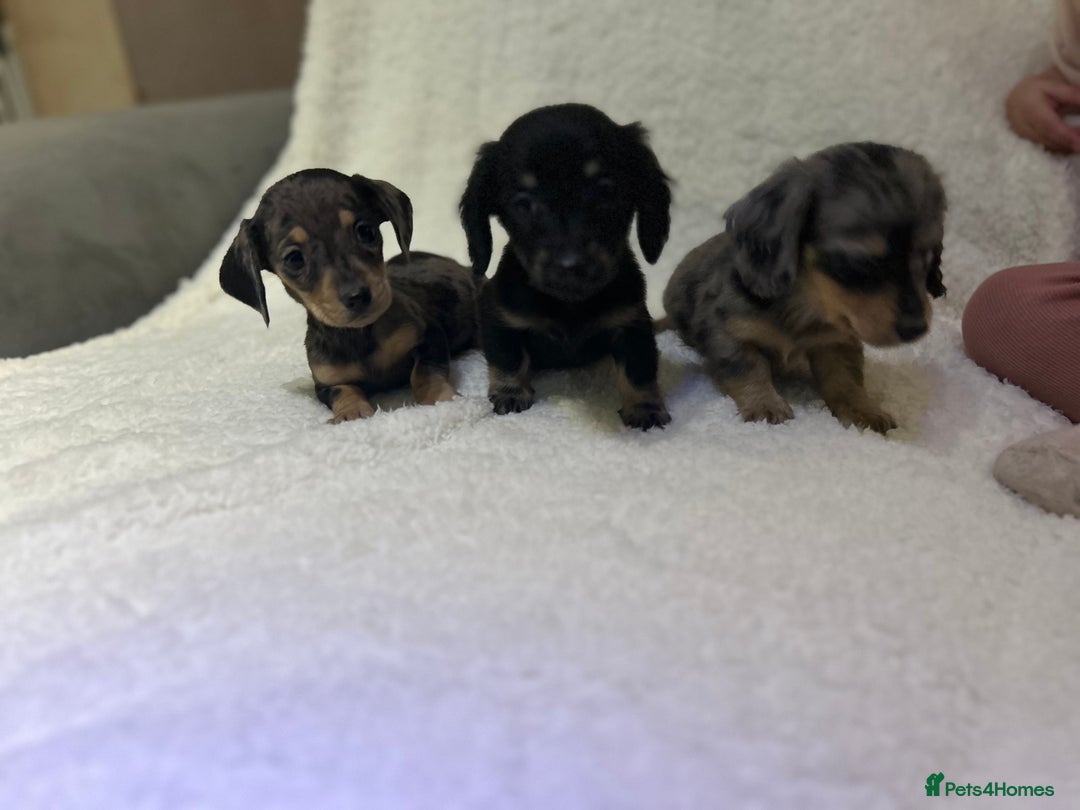 Miniature Dachshund dogs for sale: ****true to type mini dachshund *** - Advert 17