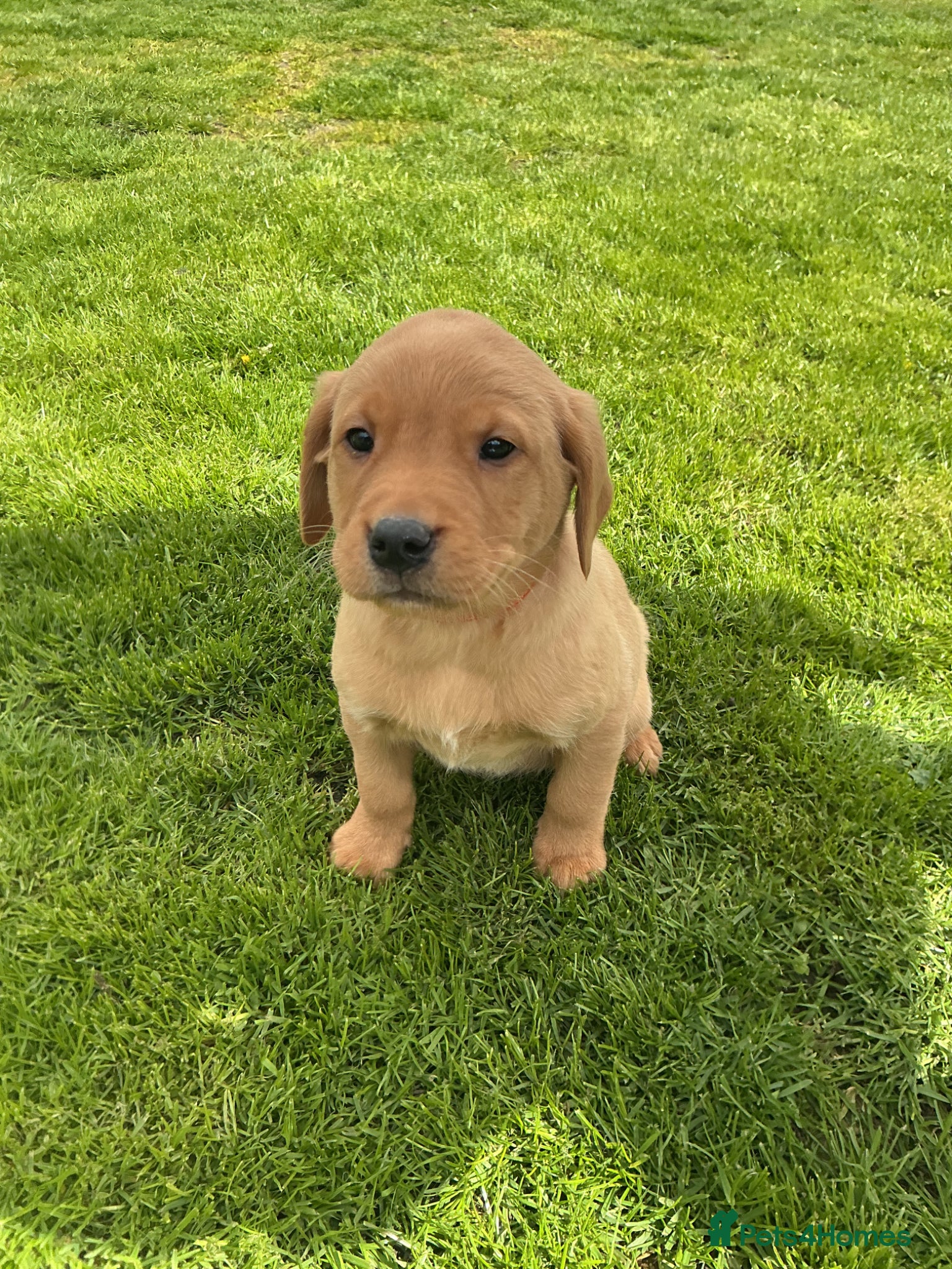 Labrador Retriever dogs For Red Labrador pups. KC REG/COUNCIL LICENSED  - Advert 1