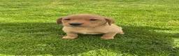 Labrador Retriever dogs for sale: For Red Labrador pups. KC REG/COUNCIL LICENSED  - Advert 1