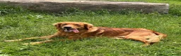 Golden Retriever dogs for stud: Genetically clear of all diseases  - Advert 3