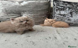 British Shorthair cats for sale:  🦁 Stunning Registered BSH /BLH Champion Lines 🦁 - Image 7