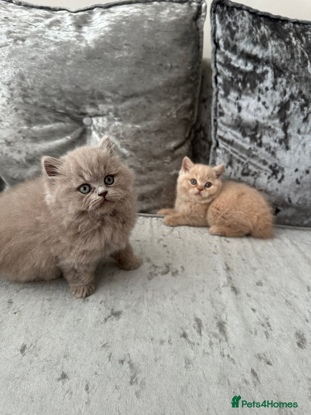 British Shorthair cats for sale:  🦁 Stunning Registered BSH /BLH Champion Lines 🦁 - Image 7