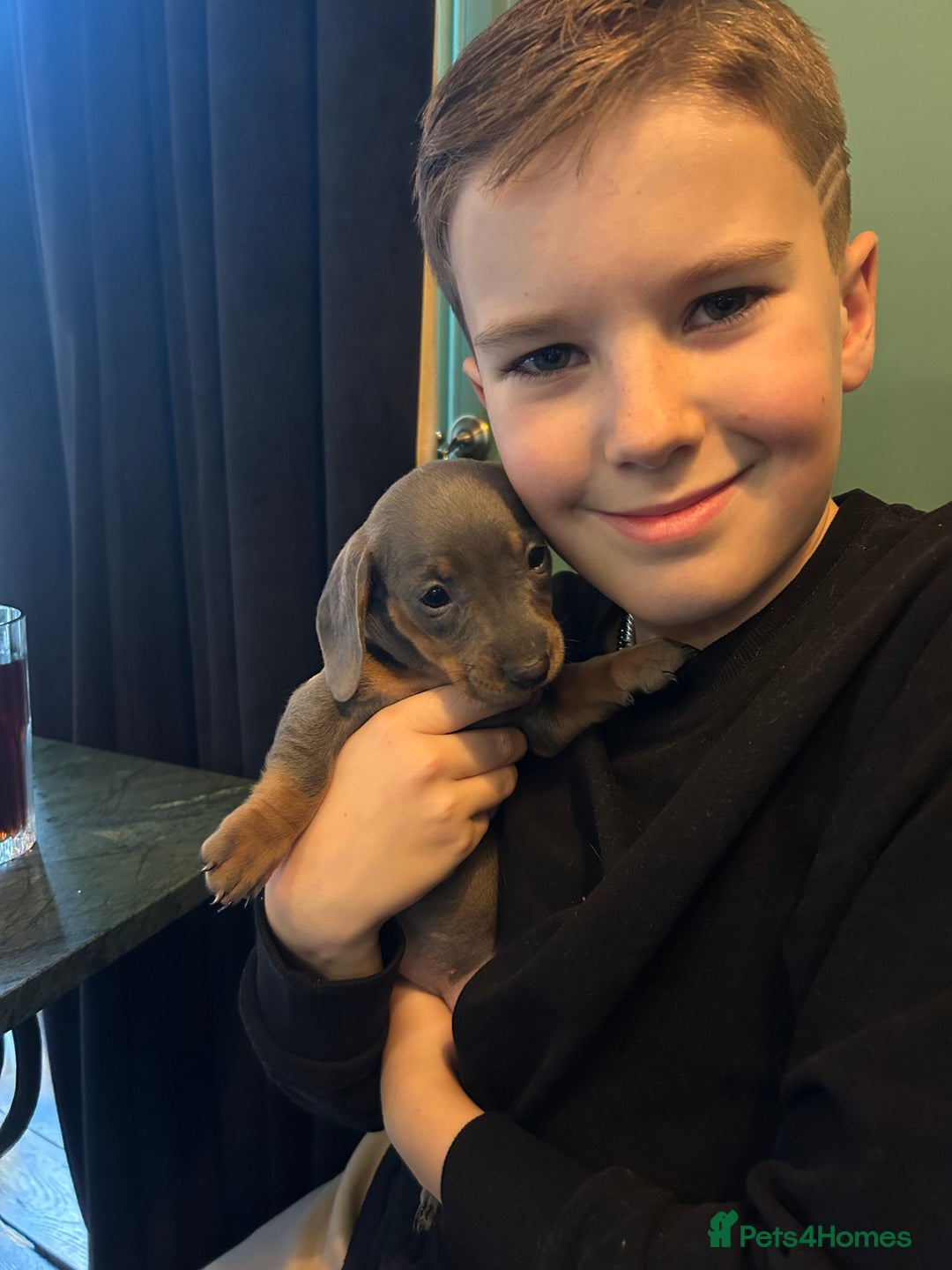 Miniature Dachshund dogs for sale: 💙Miniature Dachshund Puppies – Isabella & Blue 💖 - Image 10