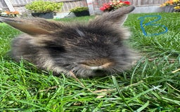 Lionhead rabbits for sale: Lionhead rabbits for sale  - Image 7