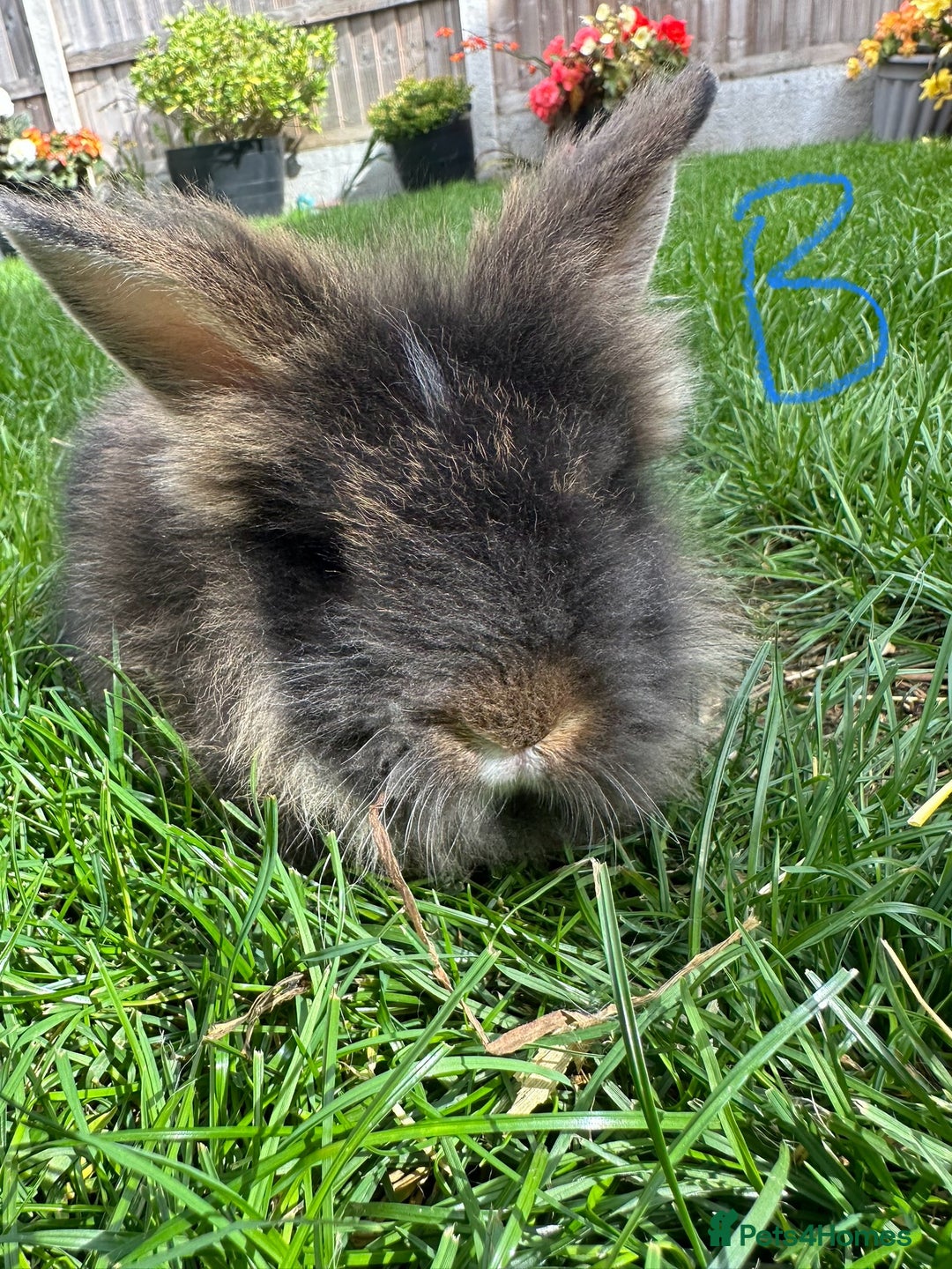 Lionhead rabbits for sale: Lionhead rabbits for sale  - Image 7