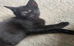 Mixed Breed cats for sale: Adorable Kittens ready for their new forever home  - Image 12
