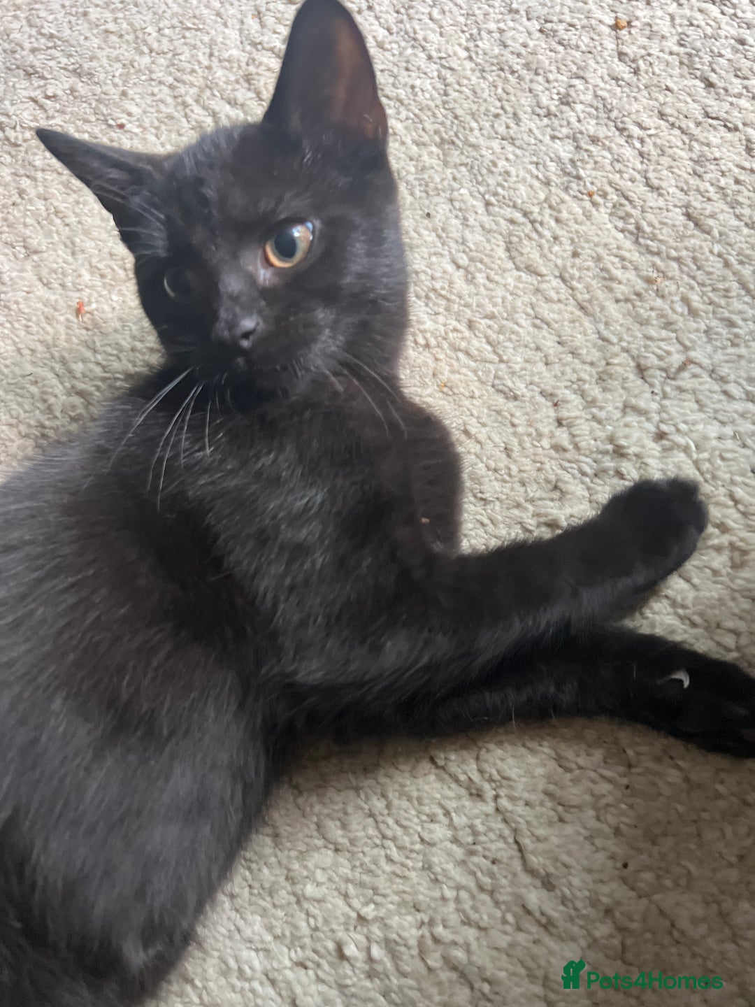 Mixed Breed cats for sale: Adorable Kittens ready for their new forever home  - Image 12