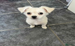 Chihuahua dogs for sale: Long haired chihuahua  - Image 5