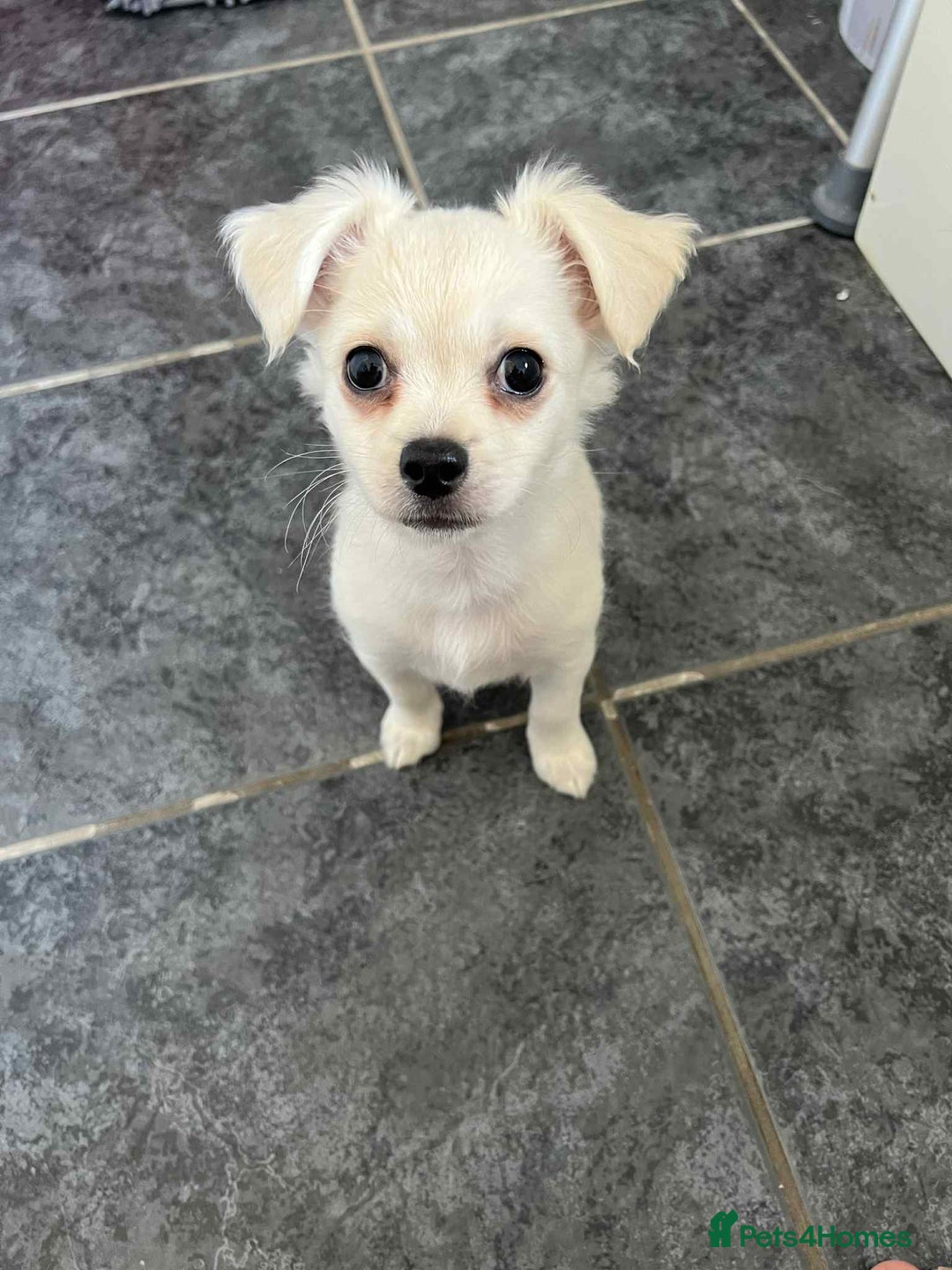Chihuahua dogs for sale: Long haired chihuahua  - Image 5