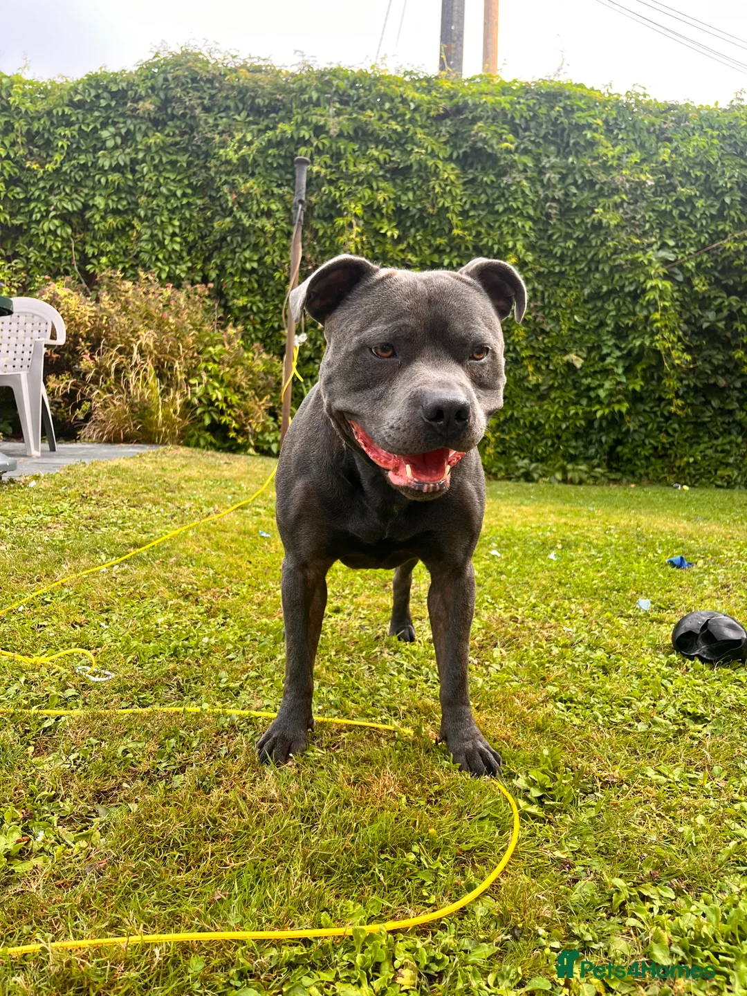 Staffordshire Bull Terrier dogs for stud: Blue Staffordshire bull terrier STUD in Preston - Advert 3