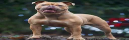 Olde English Bulldogge dogs for sale: Champion, Health Tested Parents, OEB puppies in Normanton - Advert 7