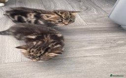 Mixed Breed cats for sale: 3 beautiful tabbys - Image 4
