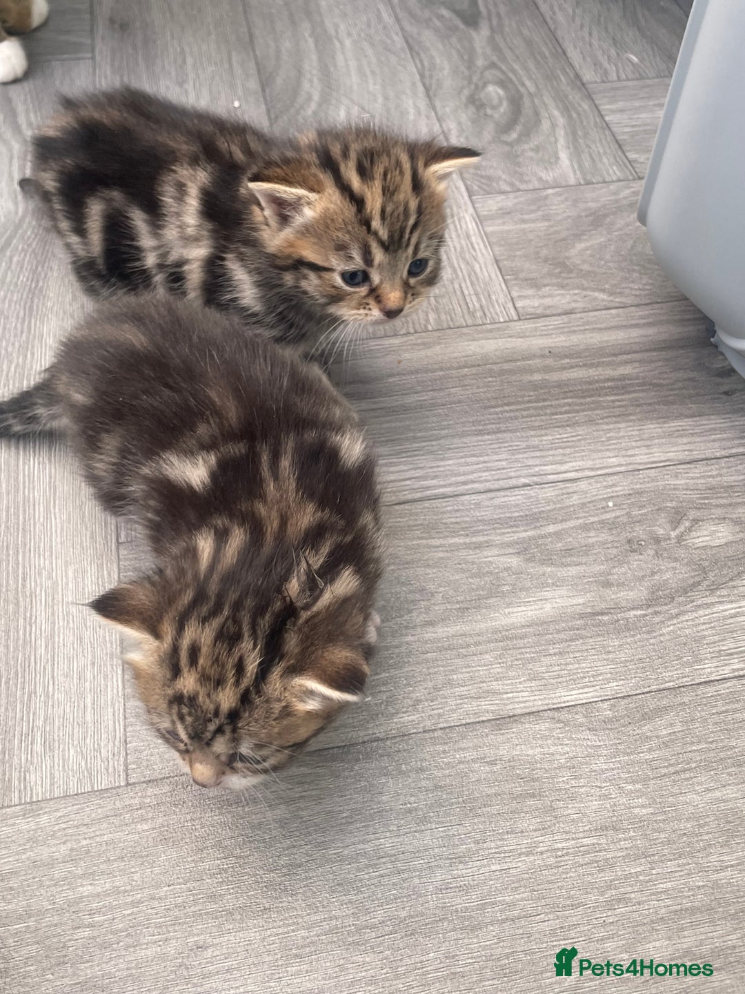 Mixed Breed cats for sale: 3 beautiful tabbys - Image 4