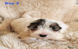 Sealyham Terrier dogs for sale: Sealyham terrier puppy’s  - Image 6