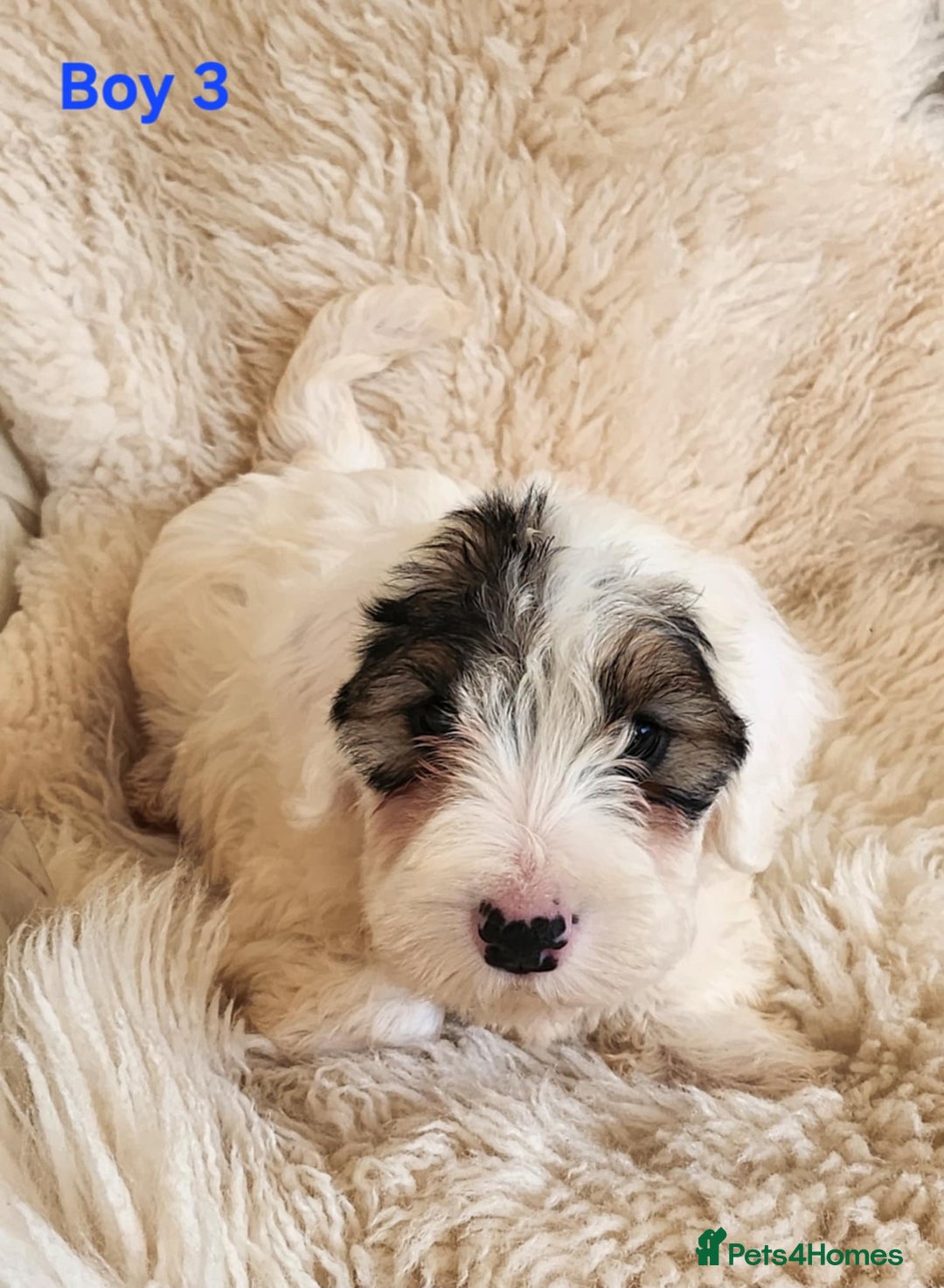 Sealyham Terrier dogs for sale: Sealyham terrier puppy’s  - Image 6