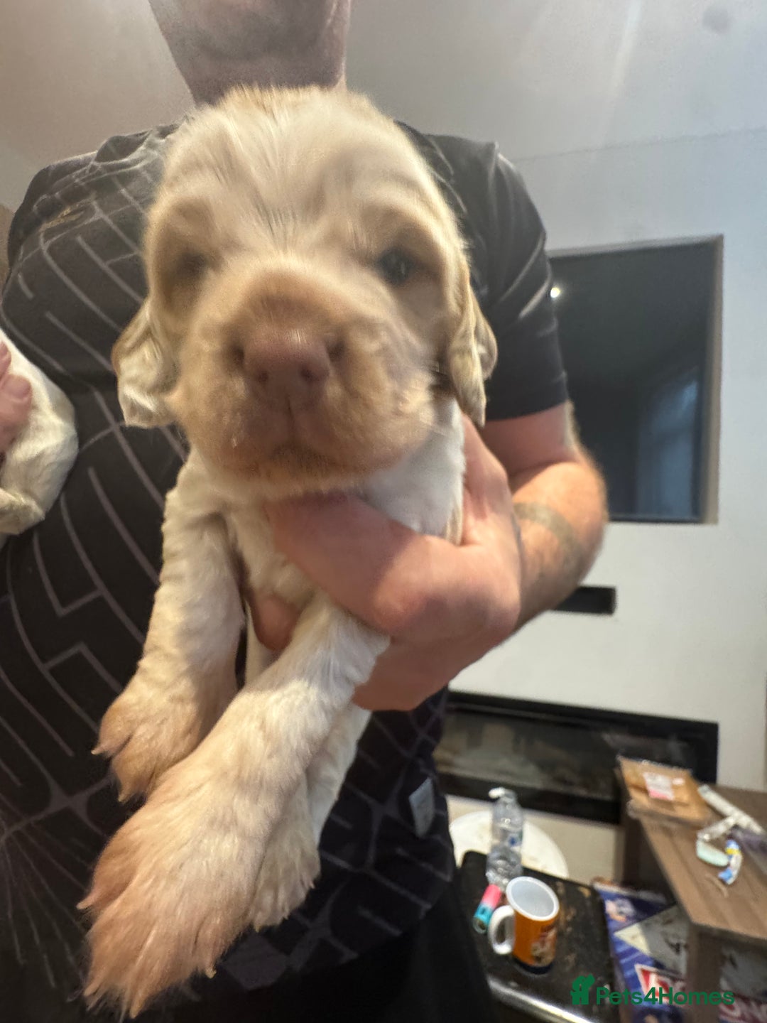 Cocker Spaniel dogs for sale: Cocker spaniel Puppies  - Advert 22