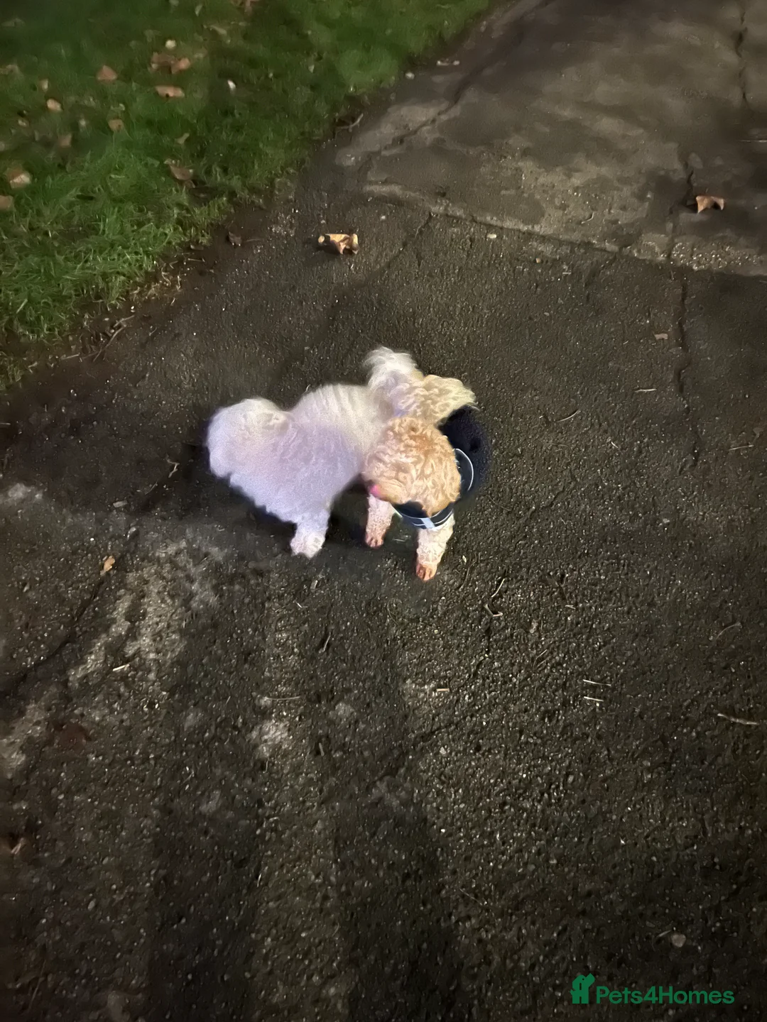 Maltipoo dogs for stud: 🐶✨  Gorgeous Maltipoo Boy “Milo” ✨🐾 - Advert 3