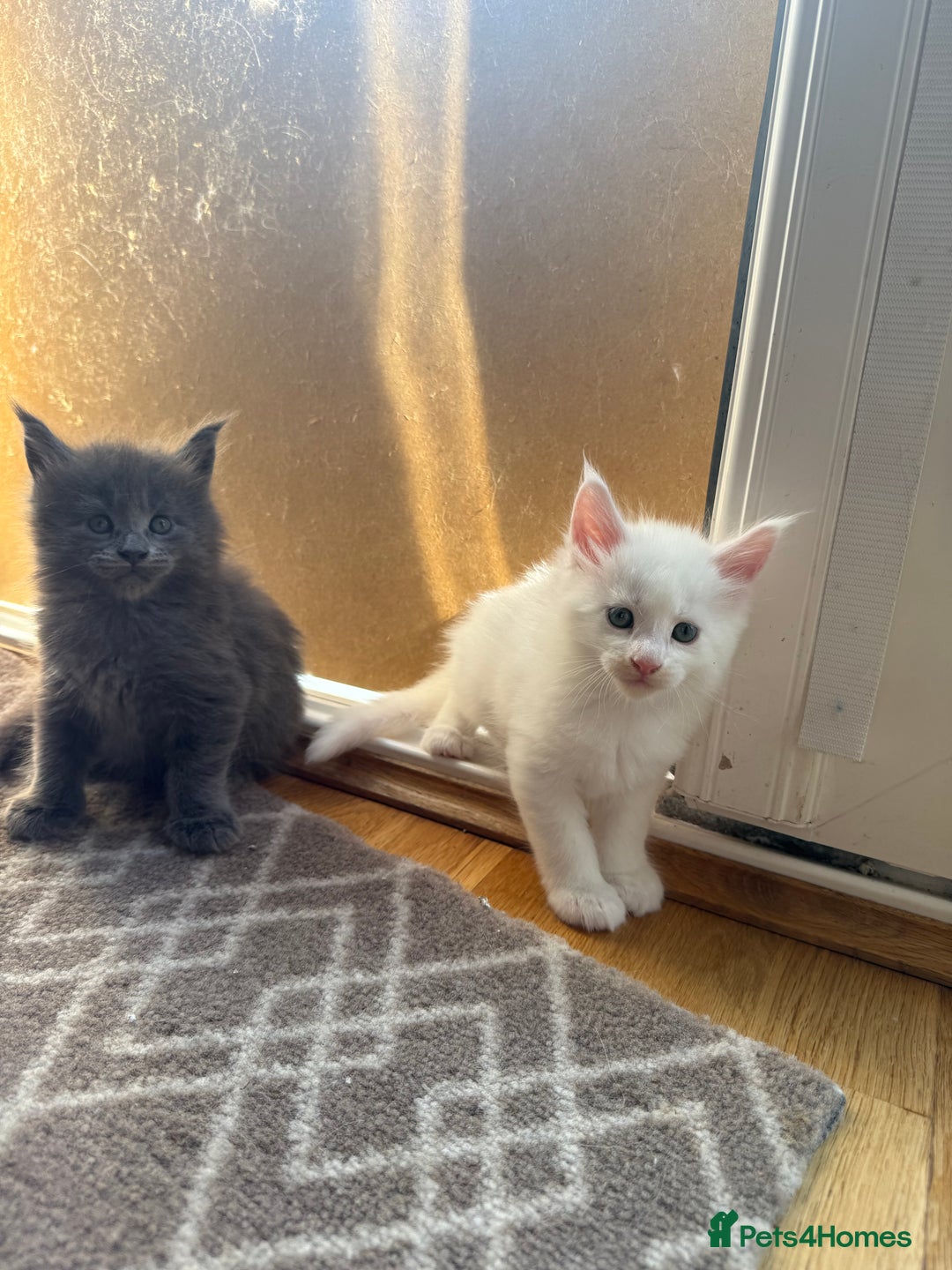 Maine Coon cats for sale: Maine Coon Kittens for sale - Image 32