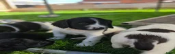 English Springer Spaniel dogs for sale: Springer spaniel puppies in Bungay - Advert 5