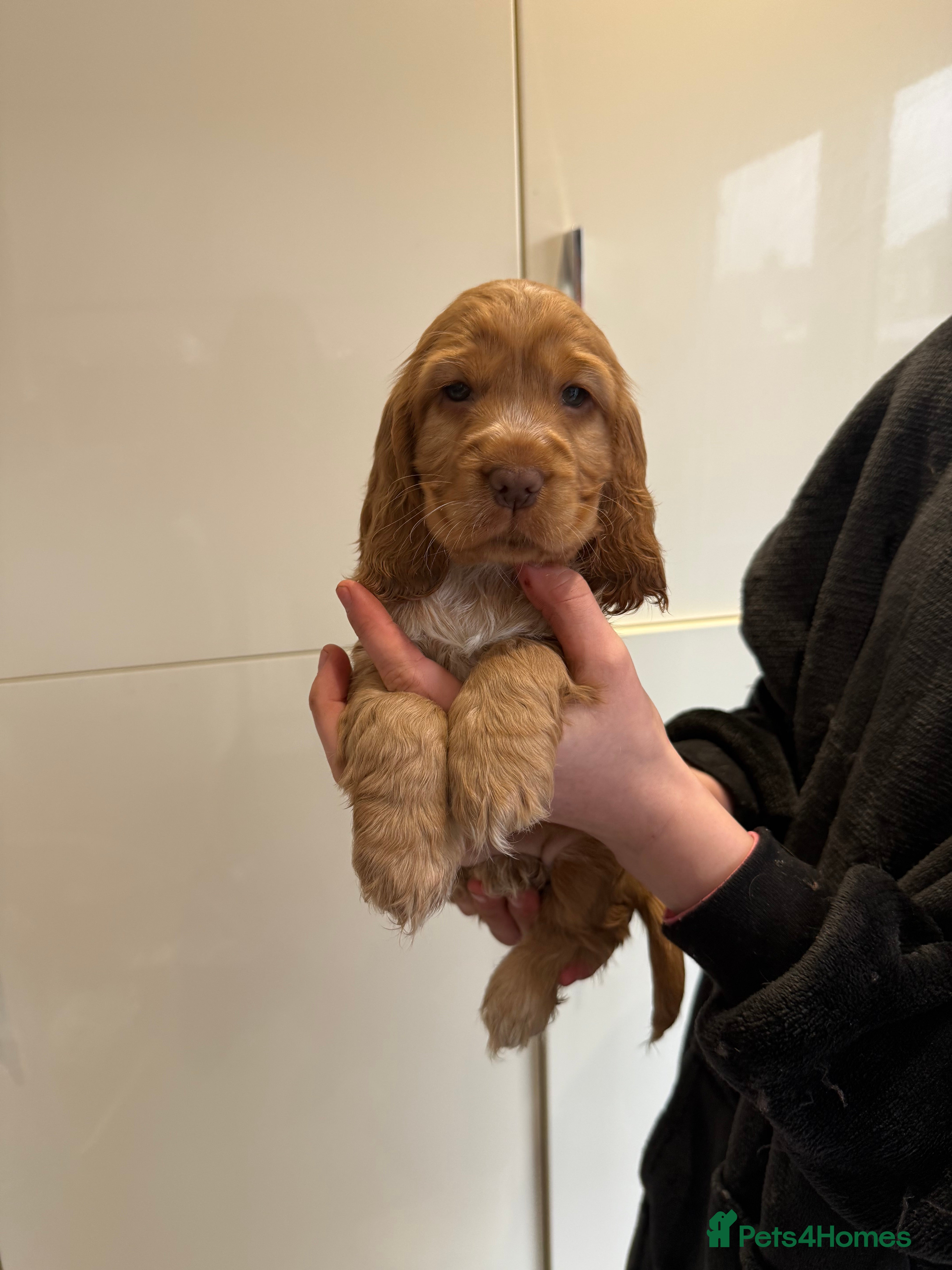 Cocker Spaniel dogs Health tested clear show cocker spaniel puppies - Advert 11