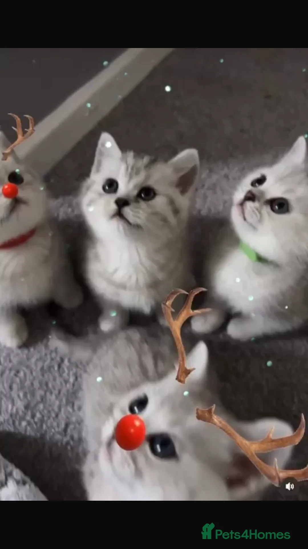 British Shorthair cats for stud: 🐾 British Shorthair Silver Shaded Stud 🐾 in Basildon - Advert 12