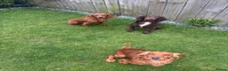 Cocker Spaniel dogs for sale: Working KC Registered Cocker Spaniel pups  - Advert 3