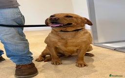 Labrador Retriever dogs for sale: Adult - KC Reg Labrador Retriever Fox Red Bitch  - Image 1