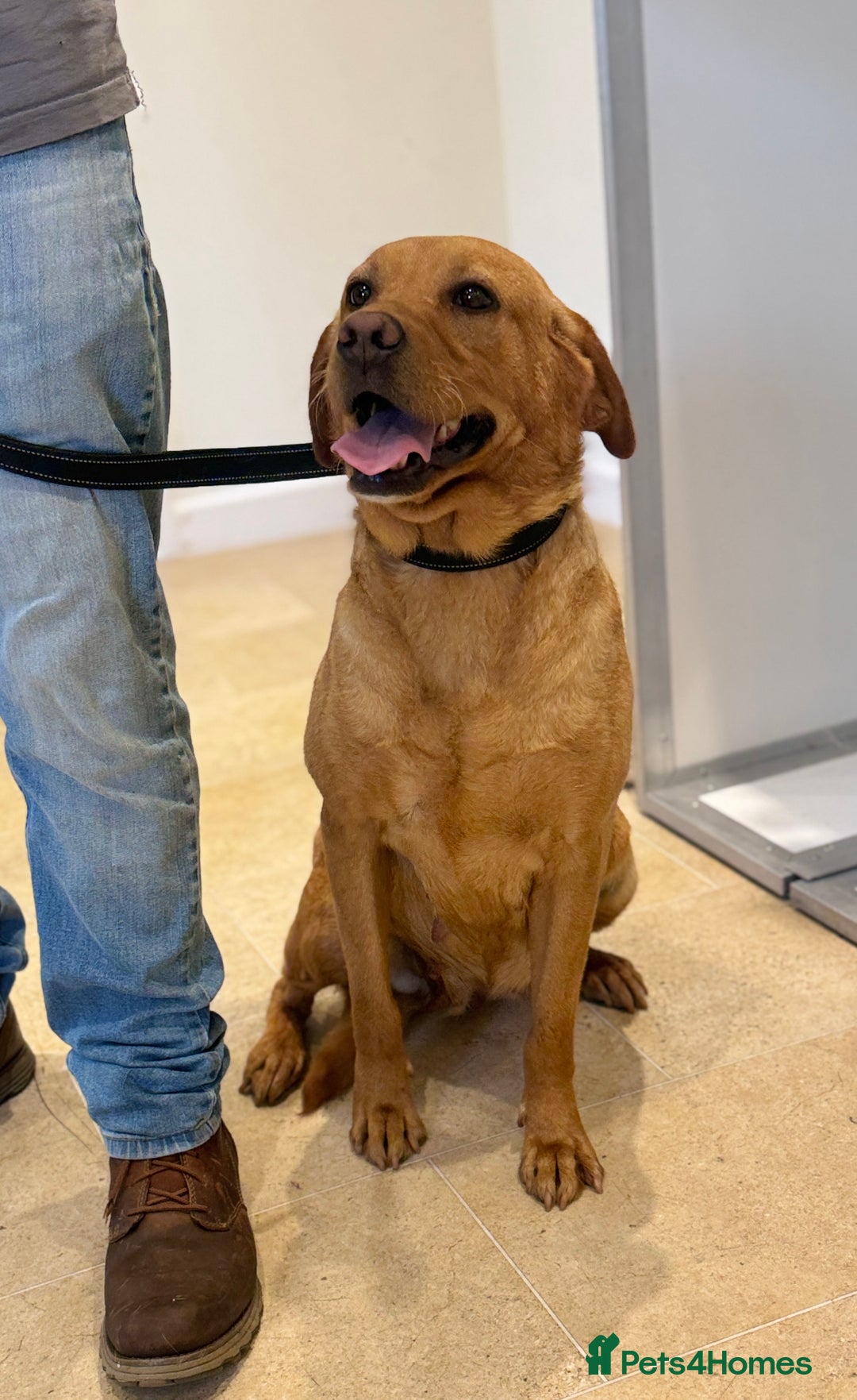 Labrador Retriever dogs for sale: Adult - KC Reg Labrador Retriever Fox Red Bitch  - Image 1
