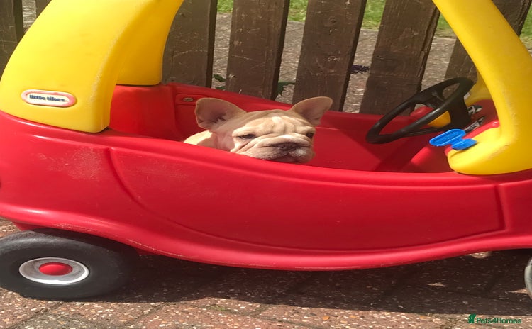 French Bulldog dogs in Liverpool - Advert 1