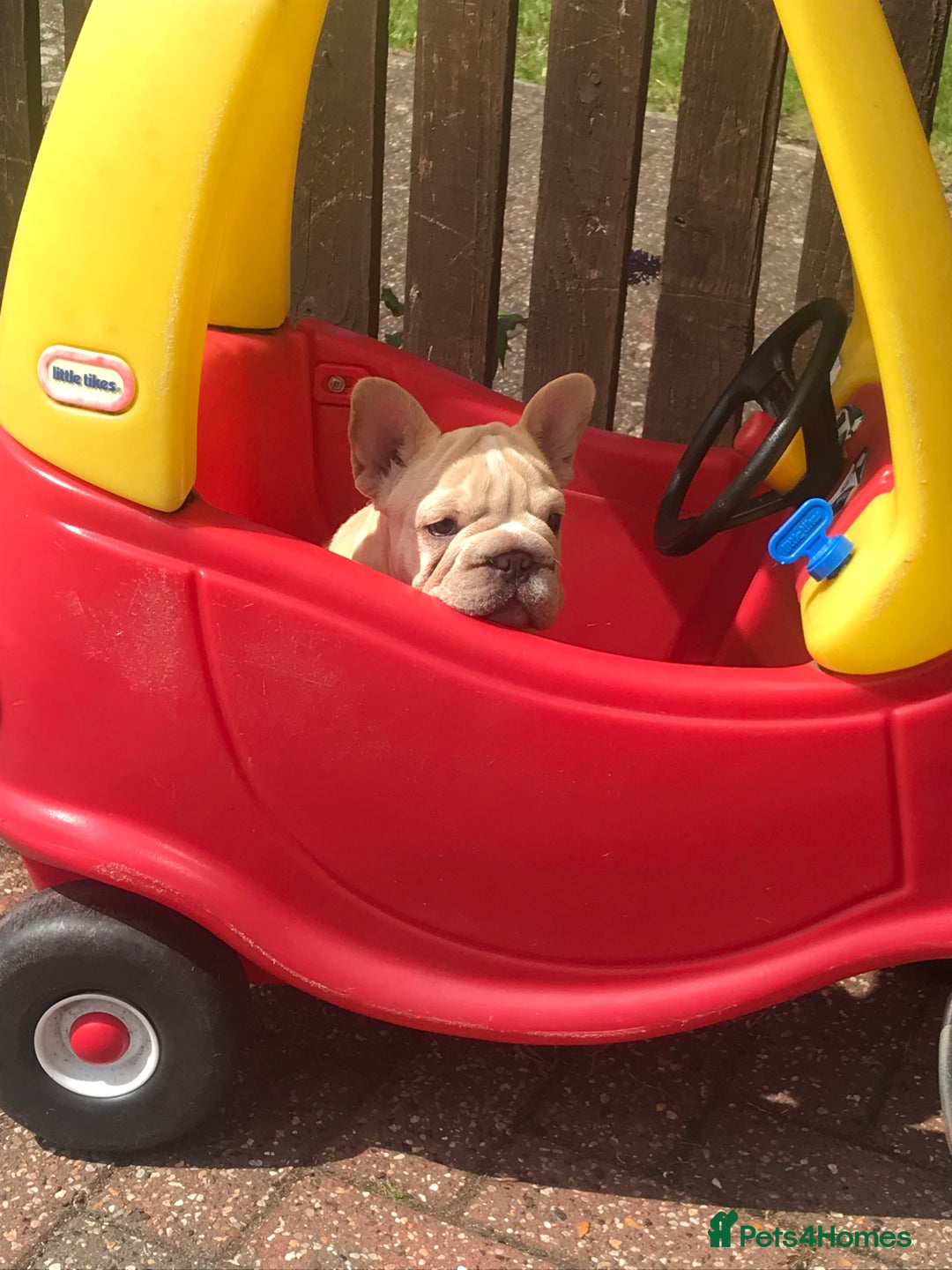 French Bulldog dogs for sale:  Price drop ⭐️French bulldogs from £1350  to £1500 in Liverpool - Image 1