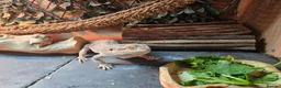 Bearded Dragon reptiles for sale: Spikey the Bearded Dragon including all setup 2yo - Advert 6