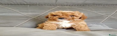 Cavapoo Puppy 1