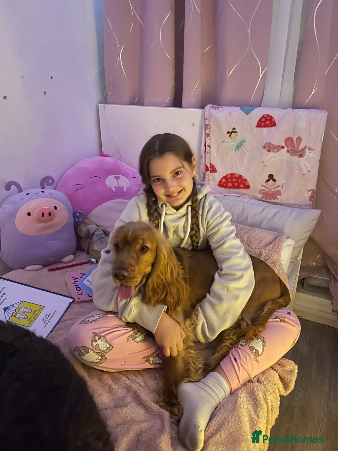 Cocker Spaniel dogs for sale: (Almost) 2 Year Old Cocker Spaniel Boy 🩵 - Advert 19