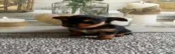 Yorkshire Terrier dogs for sale: Gorgeous Yorkshire terriers (1 girl left) - Advert 8