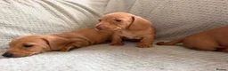 Miniature Dachshund dogs for sale: KC red and cream smooth miniature dachshunds  - Advert 10