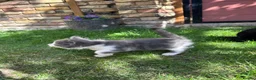 British Shorthair cats for sale: 4 Girls & 2 Boys Kittens Available - Advert 17