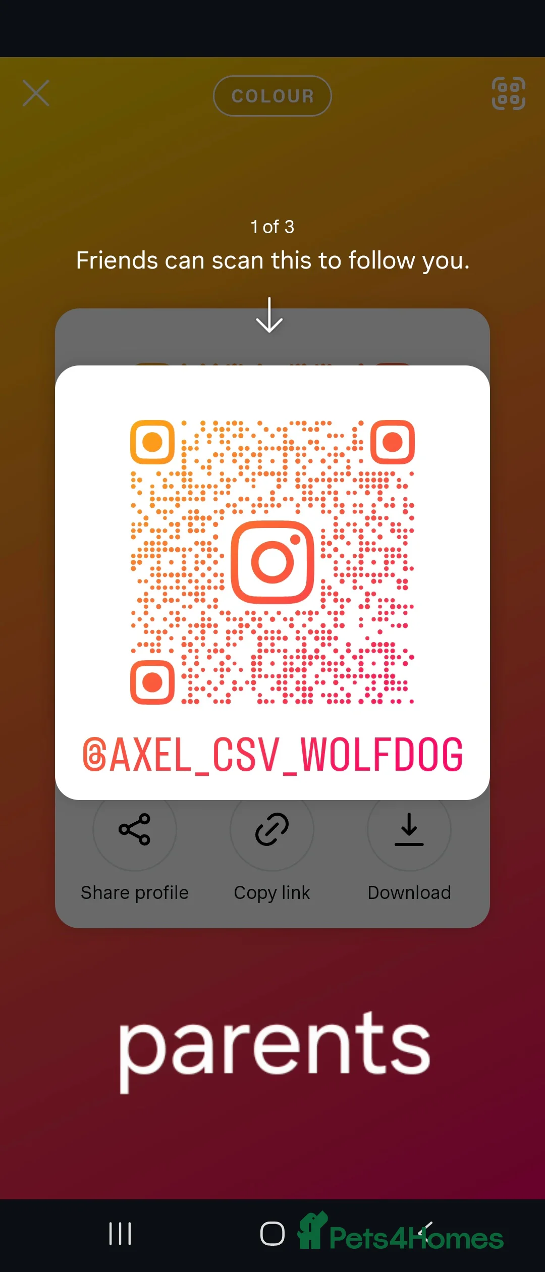Mixed Breed dogs for sale: Wolfdog (10 month) in Swadlincote - Advert 4