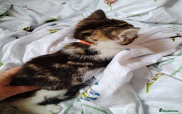 Domestic Shorthair cats for sale: Beautiful kittens baby girls ready for new home  - Image 10